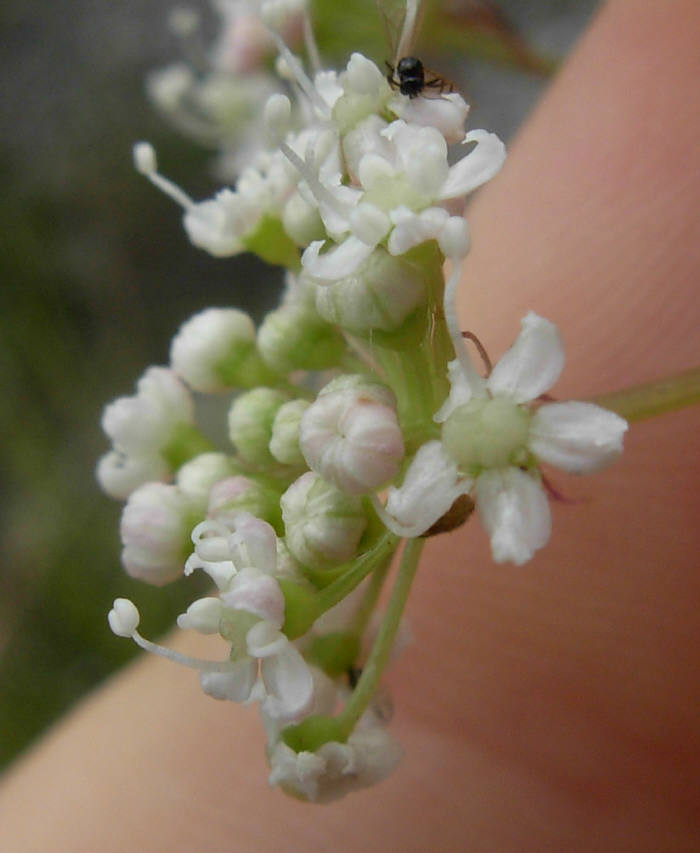 Peucedanum  cervaria (=Cervaria rivini ) / Imperatoria cervaria